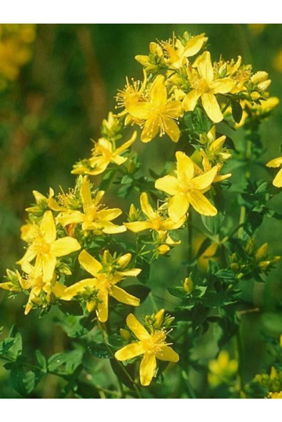 Doğal El Yapımı Katkısız Orijinal Sarı Kantaron Yağı 250ml - 2