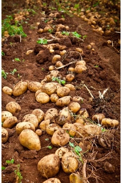 Doğal Yemeklik Patates 10 kg