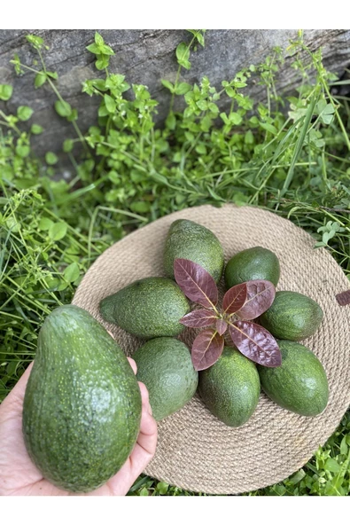 1 Kg Avokado - Yeni Hasat - 3