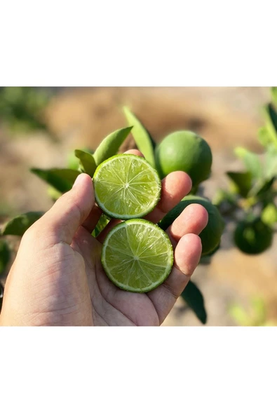 Lime Limon 2 kg