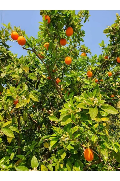 Taze Portakal Yaprağı 100 Gr. - 3