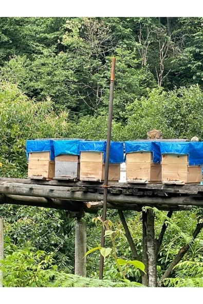 Organik Rize Kestane Balı 1kg - 2