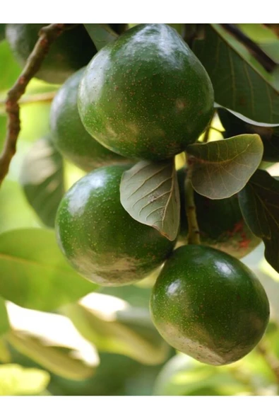 10 Adet Clifton Avokado ürün görseli 1