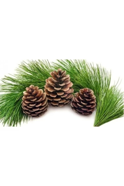 Çam Kozalağı 15 Adet Kozalak Doğal Kozalak Dekoratif Kozalak Süs Kozalağı - 2