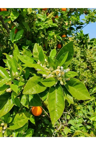 Taze Portakal Yaprağı 100 Gr. - 2
