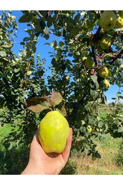 1 Kg Dalından Ayva - 2