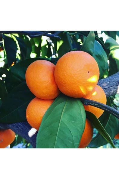 Gümüldür Satsuma Mandalina 12 Kg