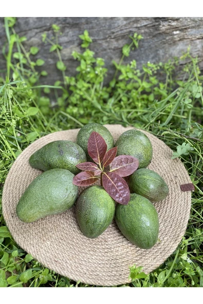 1 kg Avokado Taze - Yeni Hasat - 2