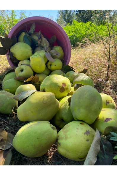 1 Kg Dalından Ayva - 3