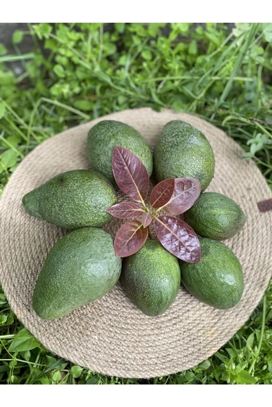 1 kg Avokado Taze - Yeni Hasat - 3