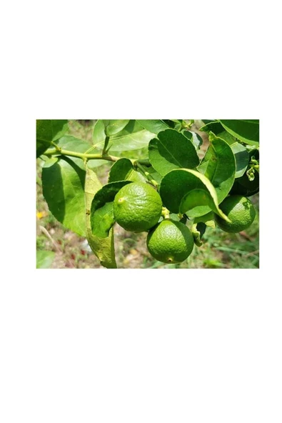 Lime Yaprağı (50gram)