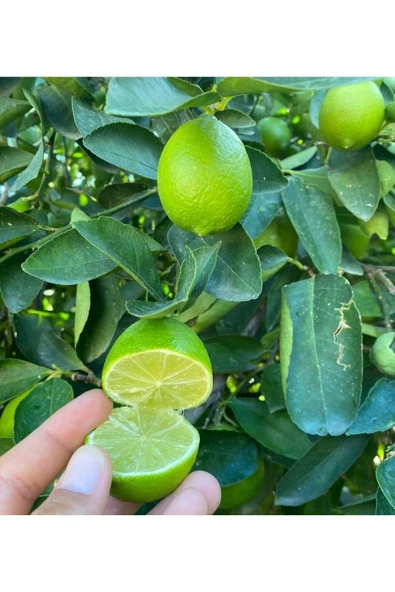 Lime Limon 2 kg - 2