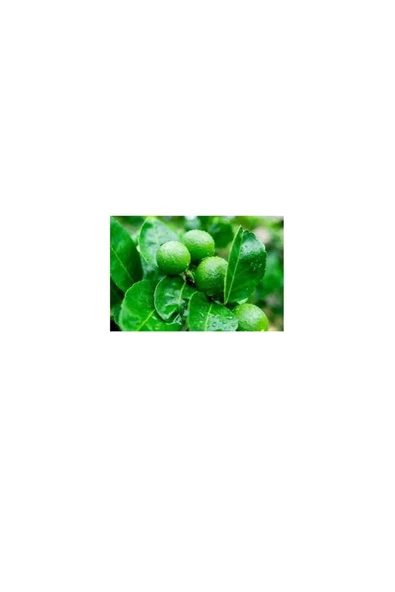 Lime Yaprağı (50gram) - 3