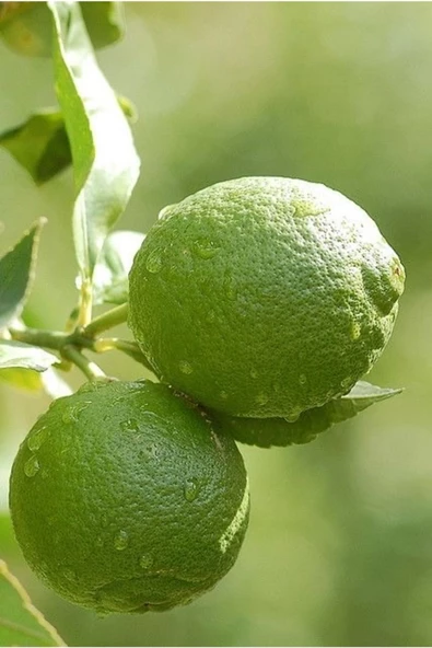 2 kg Taze Yeşil Limon