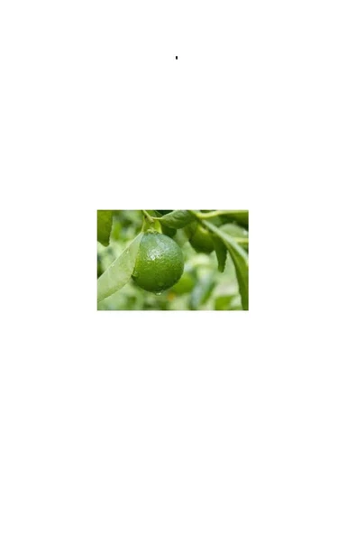 Lime Yaprağı (50gram) - 2