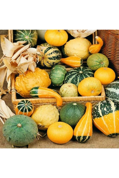 Minyatür Süs Kabağı Tohumu Pear Bicolor Gourd - Resim 3