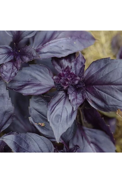 Ata Tohumu Yerli Doğal Kokulu Mor Reyhan Turan 1000 Adet Sebze Tohumu