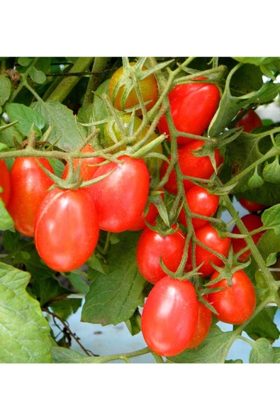 Atalık Bebek Üzümü domates tohumu sırık tip - 4