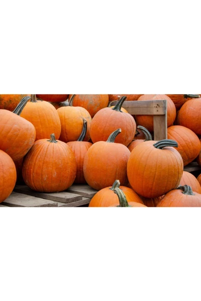 Howden's Balkabağı Tohumu - Resim 4