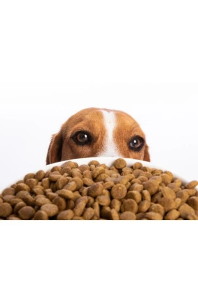 Taze Paketlenmiş sokak hayvanları için köpek maması 1 kg kuzu etli