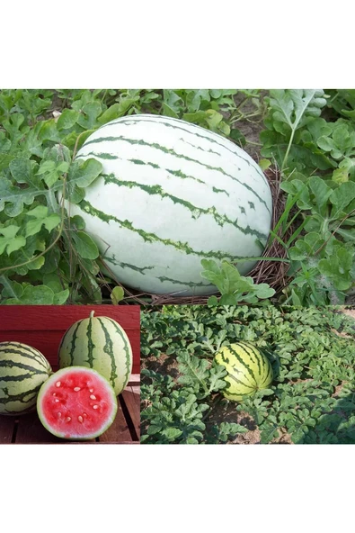Erkenci karpuz tohumu geleneksel watermelon dixie queen - Resim 4