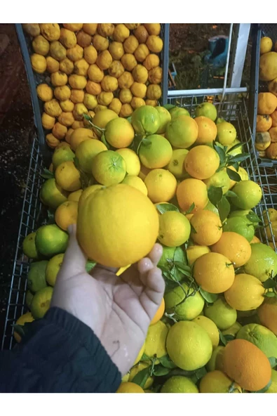 Portakal 5 kg. - 4