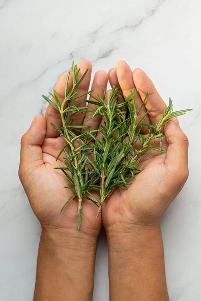 Üreticiden Ilaçsız 40 Gr. Biberiye Otu Taze Dopal Organik Rosemary - Resim 5