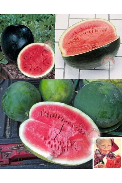Siyah elmas karpuz tohumu geleneksel watermelon black diamond - 7
