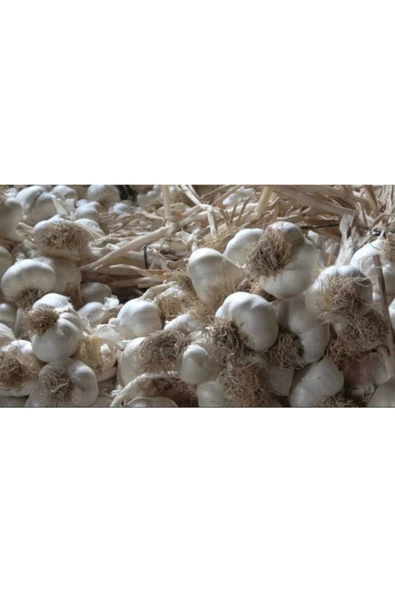 Kastamonu Taşköprü Sarımsak Ata Tohumu Duble Boy 1kg - 4