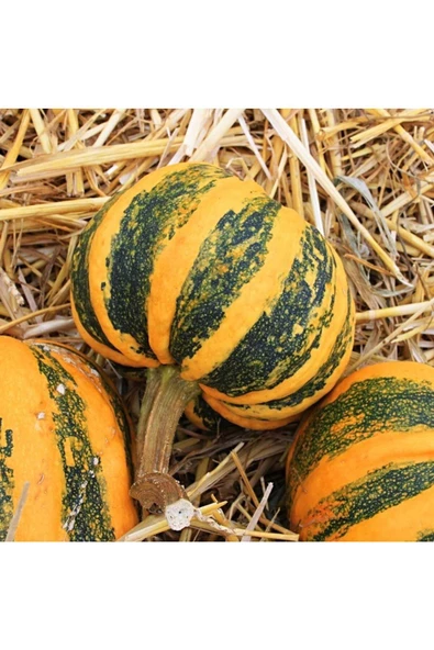 Kamo Kamo yazlık kışlık kabak tohumu squash - 5