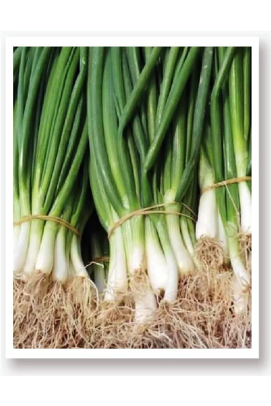 Karışık Yeşillik Sebze Seti Tohumları 6 Çeşit Sebze Biner Adet - 2