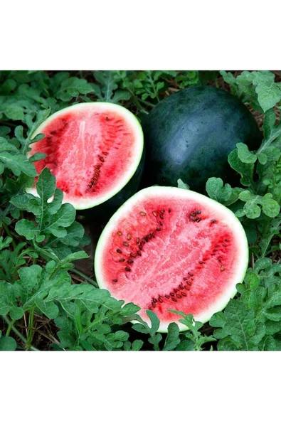 Sugar baby karpuz tohumu citrullus lanatus var - 5
