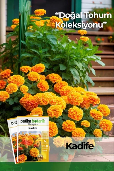 50 Adet Bodur Kadife Çiçek Tohumu (TAGETES L.) - 3