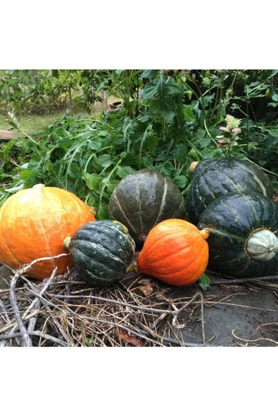 Yeşil Hubbard tatlı balkabağı tohumu Atalık tohum - Resim 3