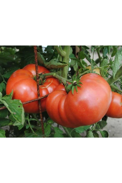 Atalık Pembe Kantar domatesi tohumu her biri 800 gr sırık tip - 4