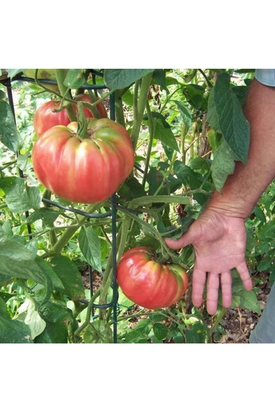 Atalık Pembe Kantar domatesi tohumu her biri 800 gr sırık tip - 2