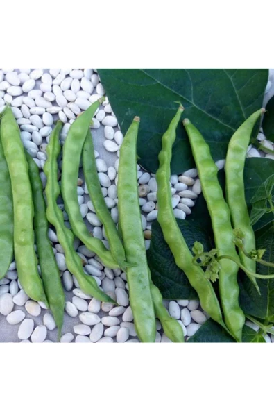 Erzincan şeker fasulyesi tohumu Atalık yerel tohum - 3