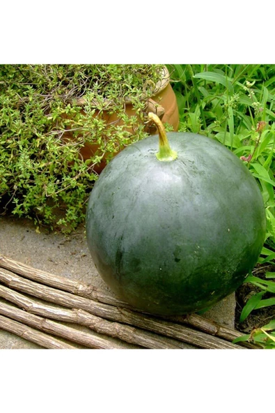 Yerli Akhisar kara karpuz tohumu atalık tohum - Resim 4