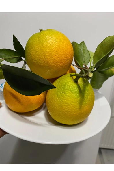 4 kg taze portakal köyceğiz yöresinden - Resim 4