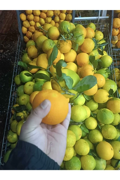 Portakal 5 kg. - 3
