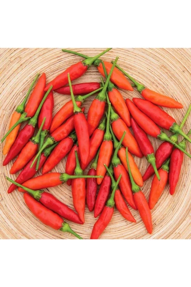 Tabasco acı biber tohumu - 4