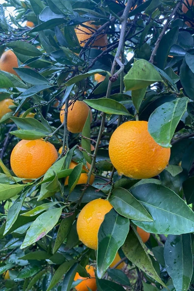 Taze Doağal Portakal (8kg) - Resim 3