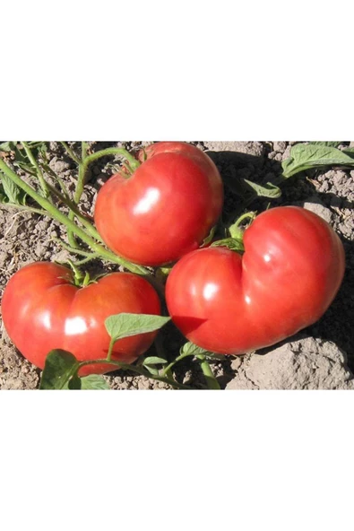 Atalık Pembe Kantar domatesi tohumu her biri 800 gr sırık tip - 3