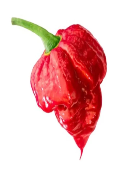 +1 Adet Trinidad Moruga Scorpion Biberi Kurutulmuş Birer Bir Orginal Biber
