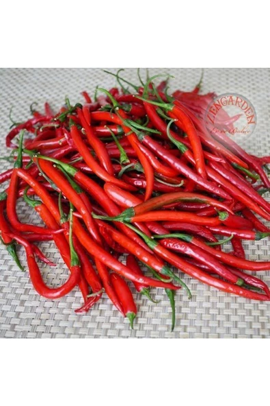 Cayenne kırmızı kıl biber tohumu chili pepper çok acı - 4