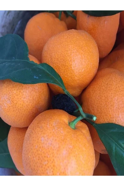 Izmir Gümüldür Satsuma Mandalina 18 kg