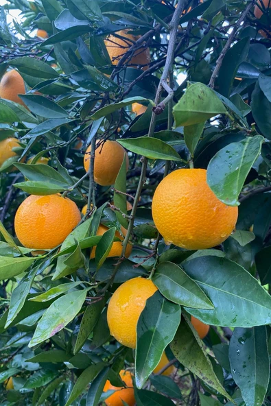 4 kg taze portakal köyceğiz yöresinden - Resim 3