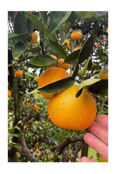 Portakal 3 Kg Limon 2 Kg - 2