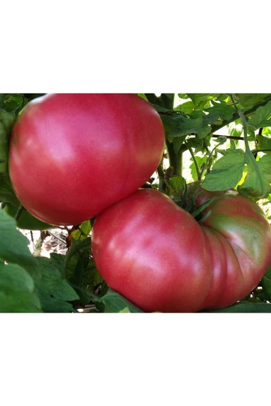 Pembe Ege köy domatesi tohumu atalık söğüşlük çeşit - 3