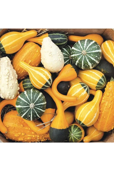 Minyatür Süs Kabağı Tohumu Pear Bicolor Gourd - Resim 4